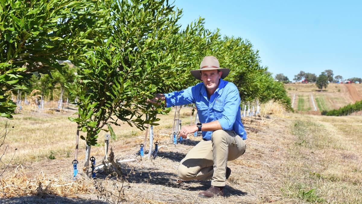 Fitzroy Macadamia operations area manager, Wolfgang Schroeder, at their Riverton Macadamia orchard in the Gogango district, 70km south west of Rockhampton. Pictures by Ben Harden