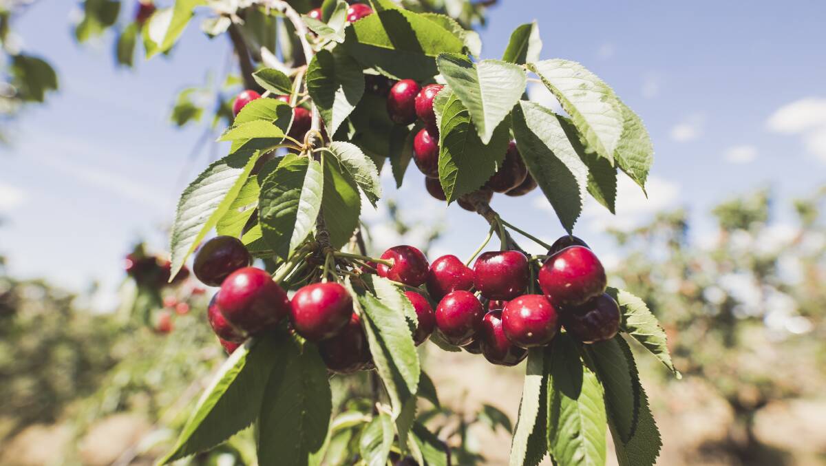 RIPE: Cherry season started a little earlier this year due to some warm weather. Picture: Jamila Toderas.
