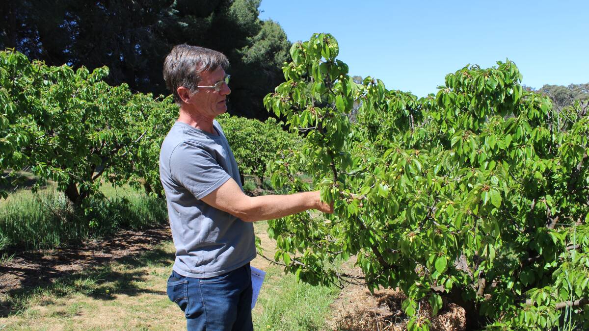 READY: Rupert Hyde from Allambie Orchard, Young, NSW inspecting his fruit and thinning branches.