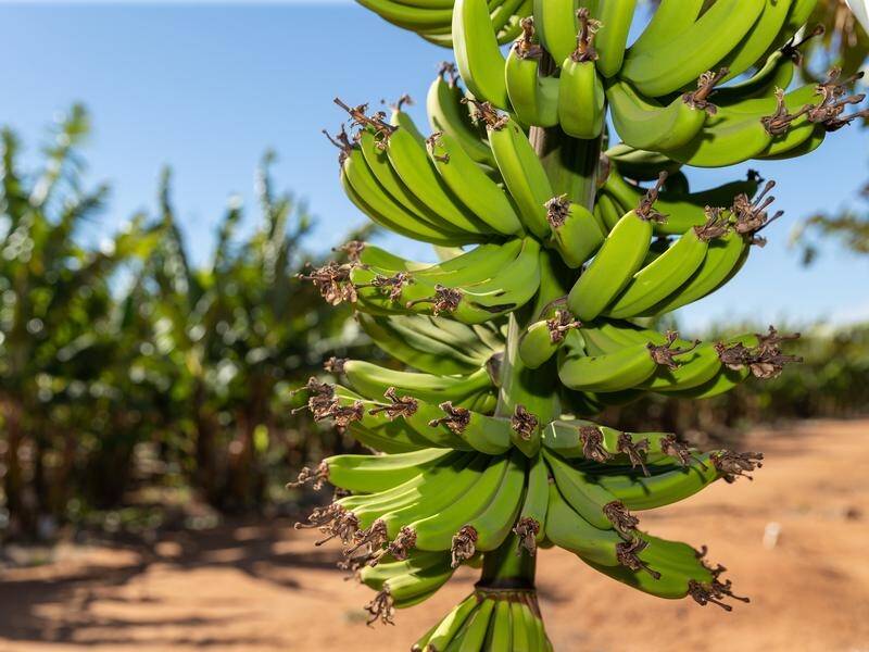 CAUTION: The banana freckle fungal infection has been detected at 12 more sites in the Northern Territory. Photo: Richard Wainwright/AAP PHOTOS.