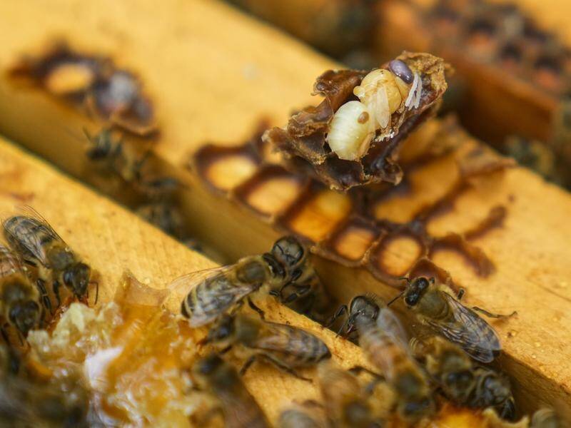 The parasitic mite Varroa causing grief for some honey bees. Picture by AP Photos
