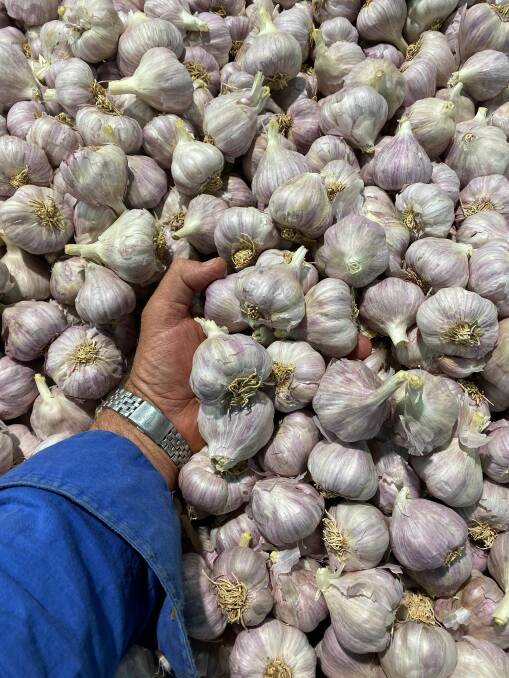Moonrocks grown garlic at St George. Picture supplied