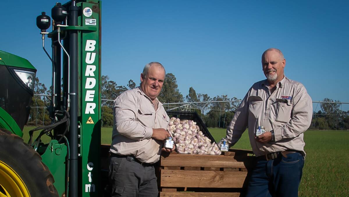 Brothers, Andrew and David Moon have been growing garlic commercially for close to 20 years, currently supplying approximately 40 per cent of the Australian garlic market. Picture supplied