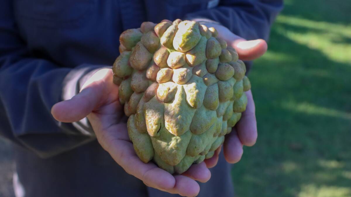 A new variety of custard apple, since named PinksBlush, was discovered by Ms Martin's father-in-law, on a branch of a Pinks Mammoth tree. Picture by Melanie Groves