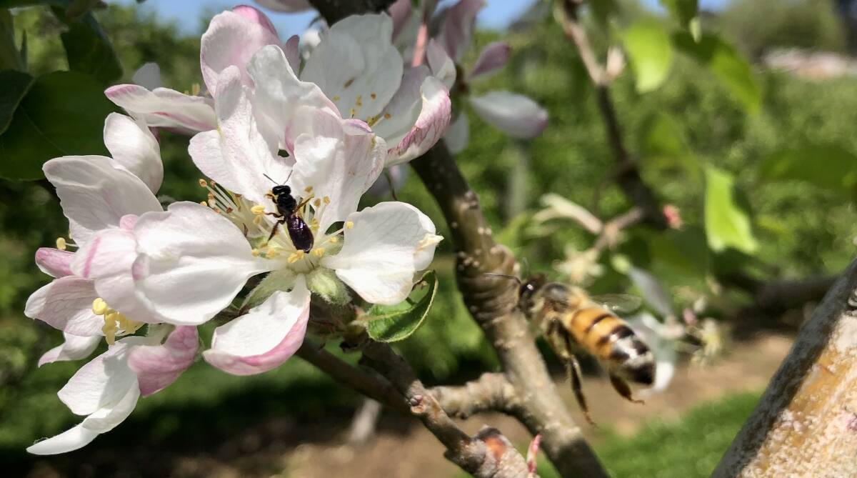 New research shows the pollination of the apple crop is reliant on introduced species. Picture supplied