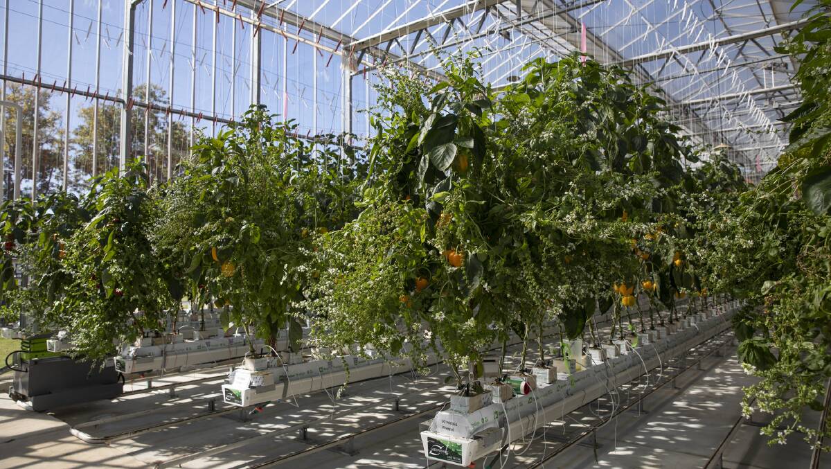 New solutions are set to be delivered for monitoring and managing horticultural crops in protected facilities. Picture by Sally Tsoutas